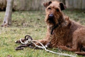 Choosing the Right Dog Leash: Expert Guide to Training and Safety