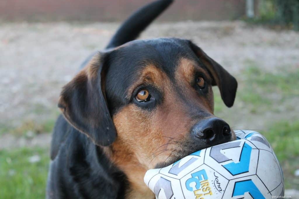 Teach Your Dog to Shoot the Hoop: A Step‑by‑Step Trick
