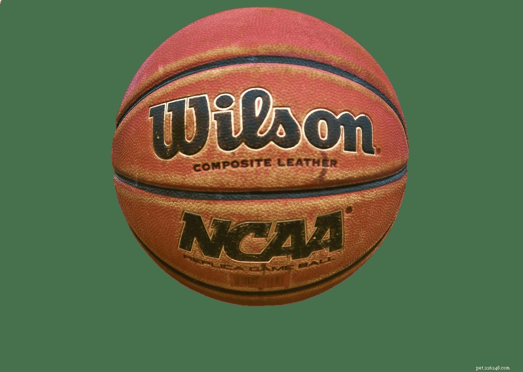 Teach Your Dog to Shoot the Hoop: A Step‑by‑Step Trick