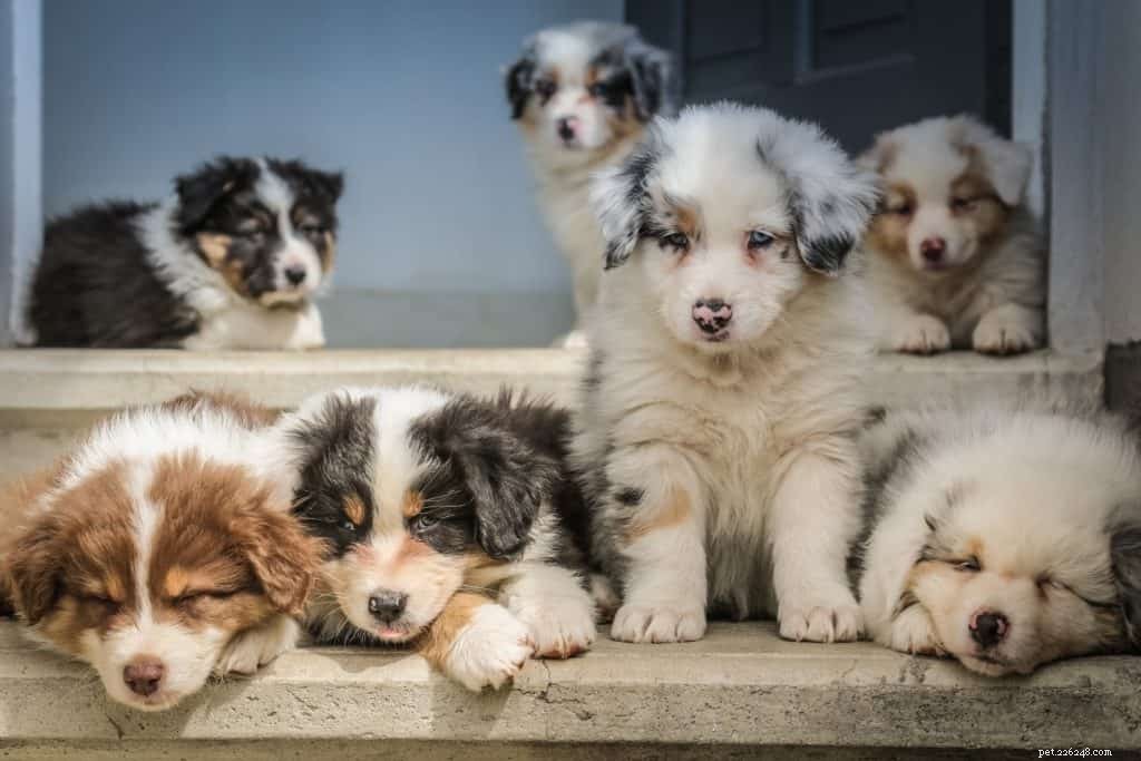 Understanding Puppy Socialization: A Key to a Well-Behaved Adult Dog
