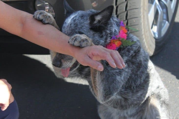 Teach Your Dog the Heartwarming  Pray  Trick in Just 15 Minutes