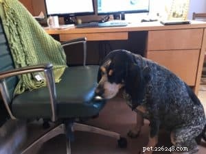 Teach Your Dog the Heartwarming  Pray  Trick in Just 15 Minutes
