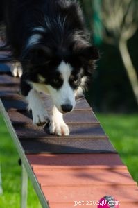 Guarantee Your Dog s Success in Obedience Training
