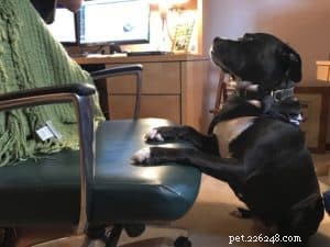 Teach Your Dog the Heartwarming  Pray  Trick in Just 15 Minutes