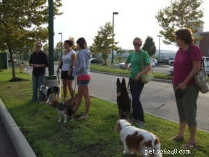 Guarantee Your Dog s Success in Obedience Training