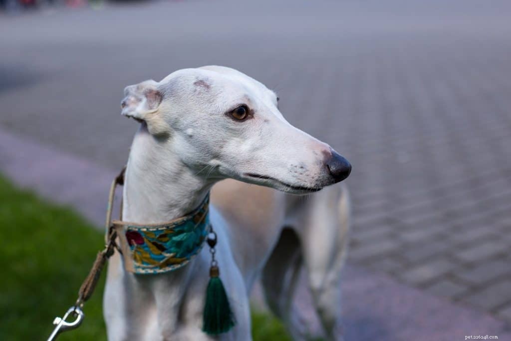 Guarantee Your Dog s Success in Obedience Training