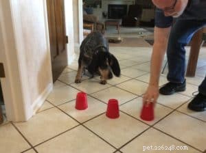 Teaching Your Dog a Clever Cup Trick – Simple Steps for Success