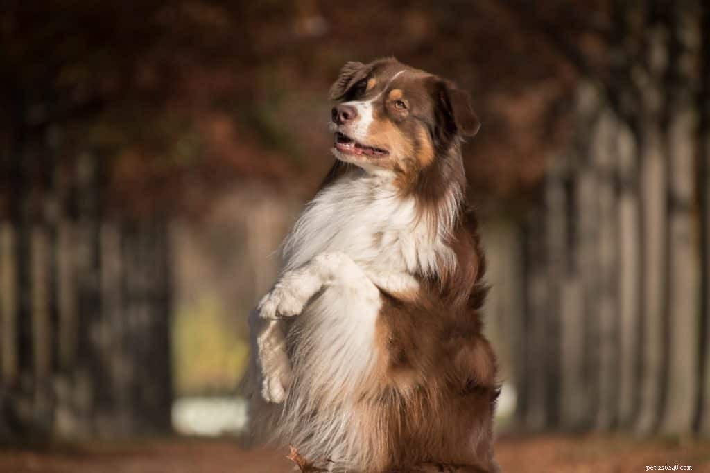 Essential Dog Tricks: Boost Your Pet’s Mind and Bond