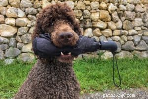 Essential Dog Tricks: Boost Your Pet’s Mind and Bond
