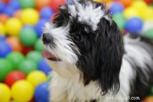 Essential Dog Tricks: Boost Your Pet’s Mind and Bond