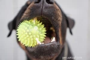 Train Your Dog to Clean Up Toys: A Simple Trick for a Tidy Home