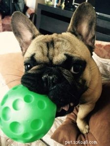 Essential Puppy Commands for Quick, Positive Training