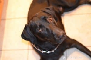 Understanding Dog Training Equipment: Debunking Misconceptions and Choosing the Right Tools