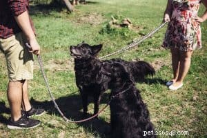 Understanding Dog Training Equipment: Debunking Misconceptions and Choosing the Right Tools