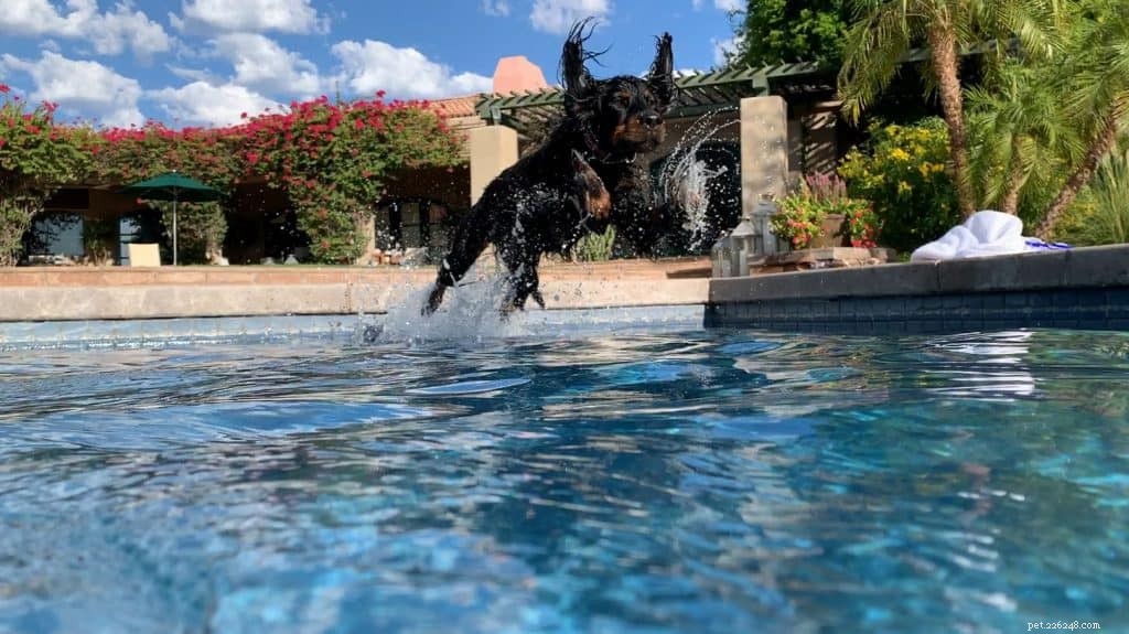How to Teach Your Dog to Love Water: Easy Games & Tips