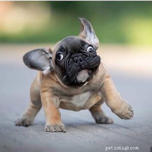 Understanding Why Your Dog Appears Sad: Decoding Their Body Language