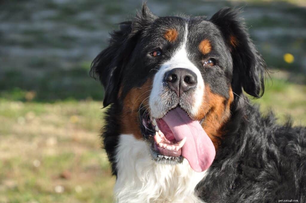 Understanding Why Your Dog Appears Sad: Decoding Their Body Language