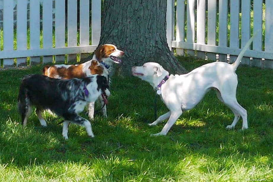 Spring Refresh: Re‑teach Your Dog Commands & Boost Their Behavior