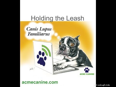Stop Your Dog from Pulling: Proven Leash Techniques for Calm Walks