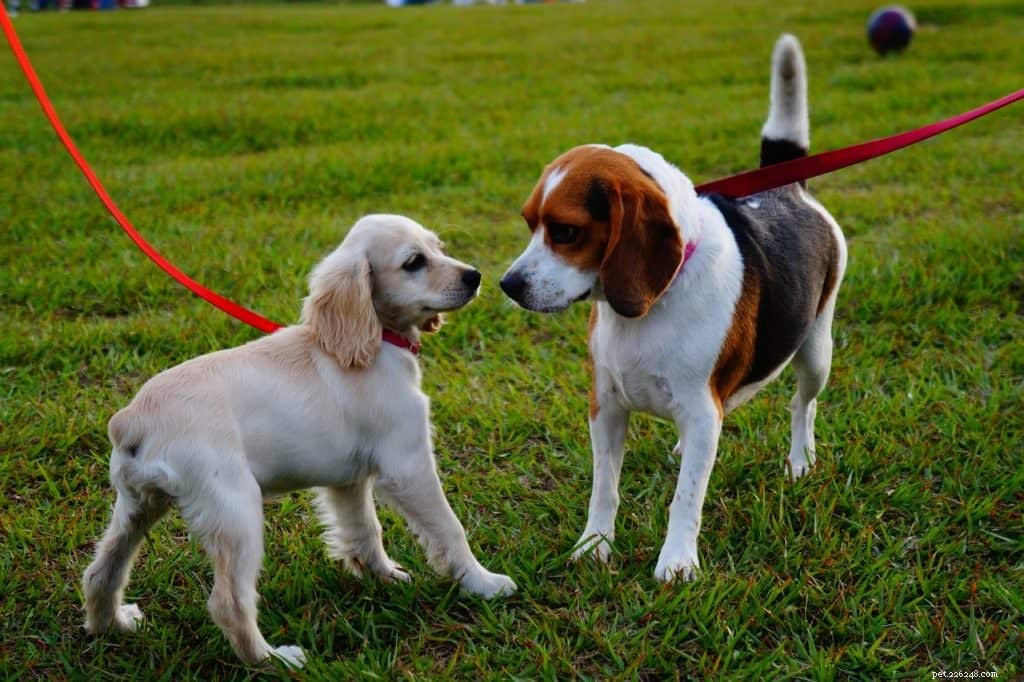 Stop Your Dog from Pulling: Proven Leash Techniques for Calm Walks