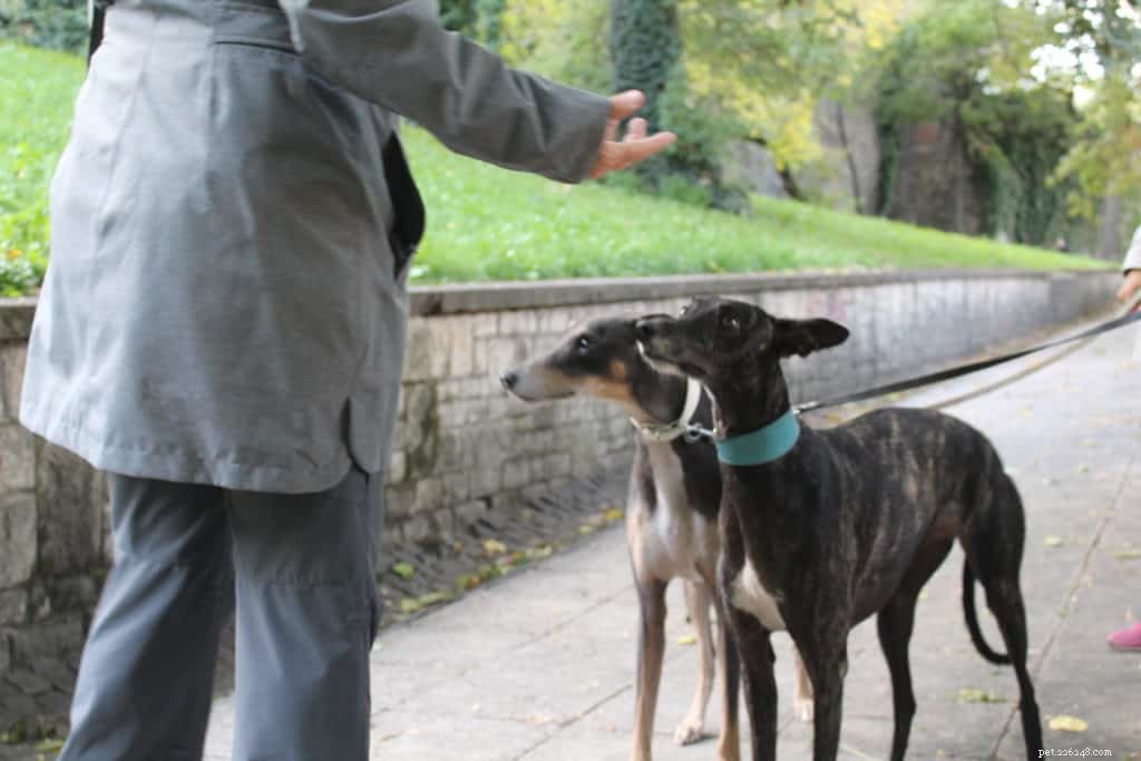 Mastering Dog Obedience: Effective Commands for Focus and Better Behavior