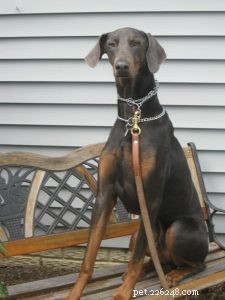 Mastering Dog Obedience: Effective Commands for Focus and Better Behavior