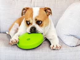 Stimulate Your Dog’s Brain: Easy Mental Exercise Ideas