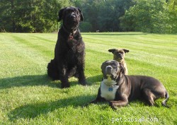 Stimulate Your Dog’s Brain: Easy Mental Exercise Ideas