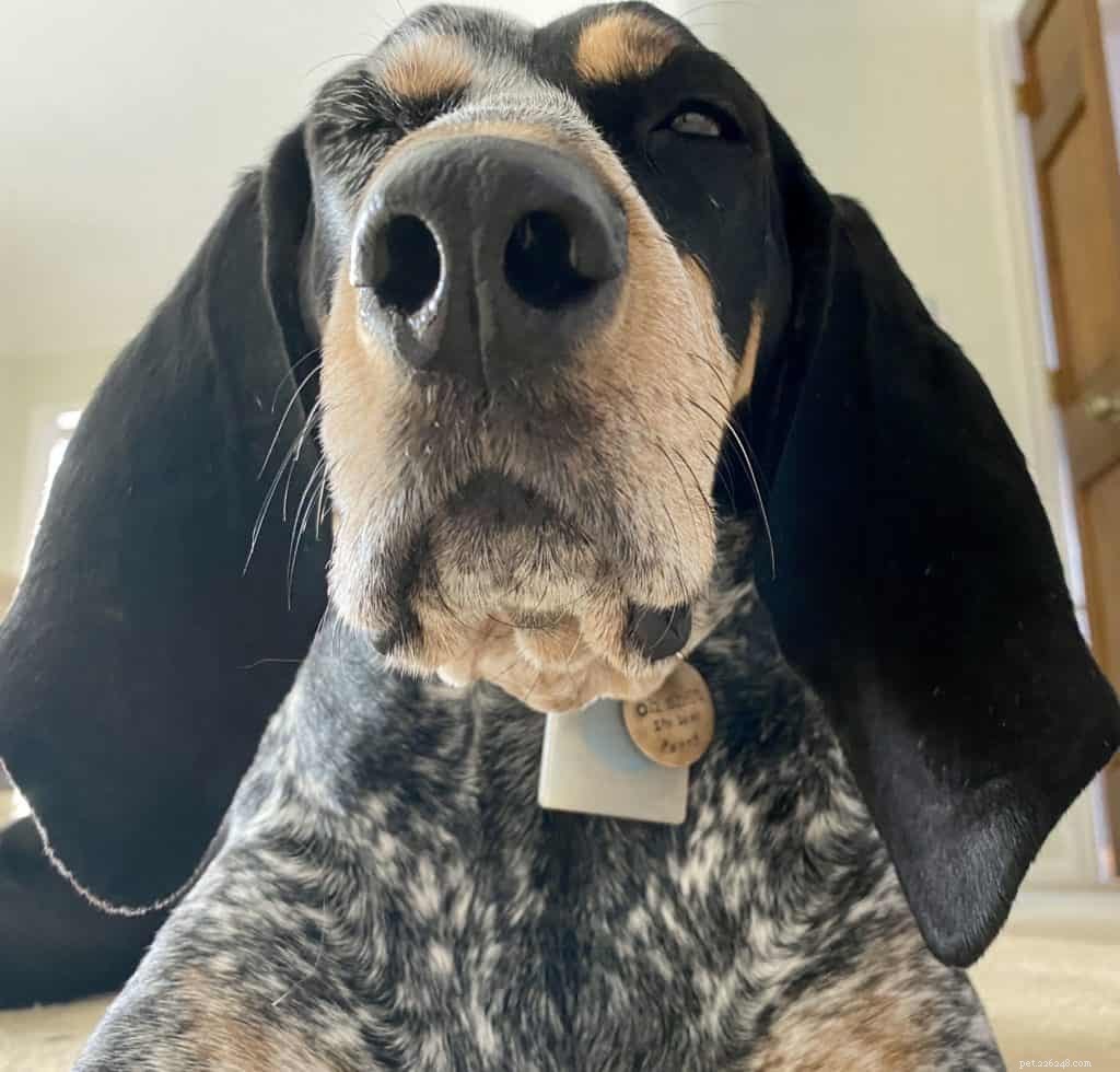 Stimulate Your Dog’s Brain: Easy Mental Exercise Ideas