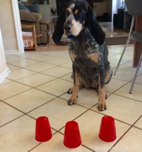 Keeping Your Dog Healthy & Happy During COVID-19: Essential Tips