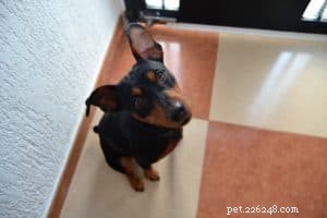 Keeping Your Dog Healthy & Happy During COVID-19: Essential Tips