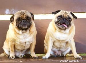 Keeping Your Dog Healthy & Happy During COVID-19: Essential Tips