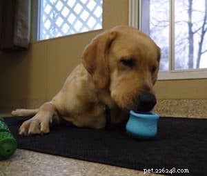 Keeping Your Dog Healthy & Happy During COVID-19: Essential Tips