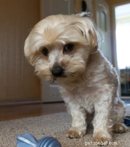 Are You a Dog Training Leader or Follower? Boost Your Bond & Control