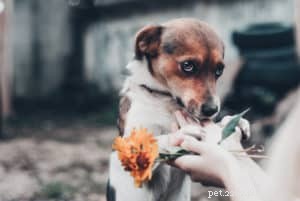 Are You a Dog Training Leader or Follower? Boost Your Bond & Control