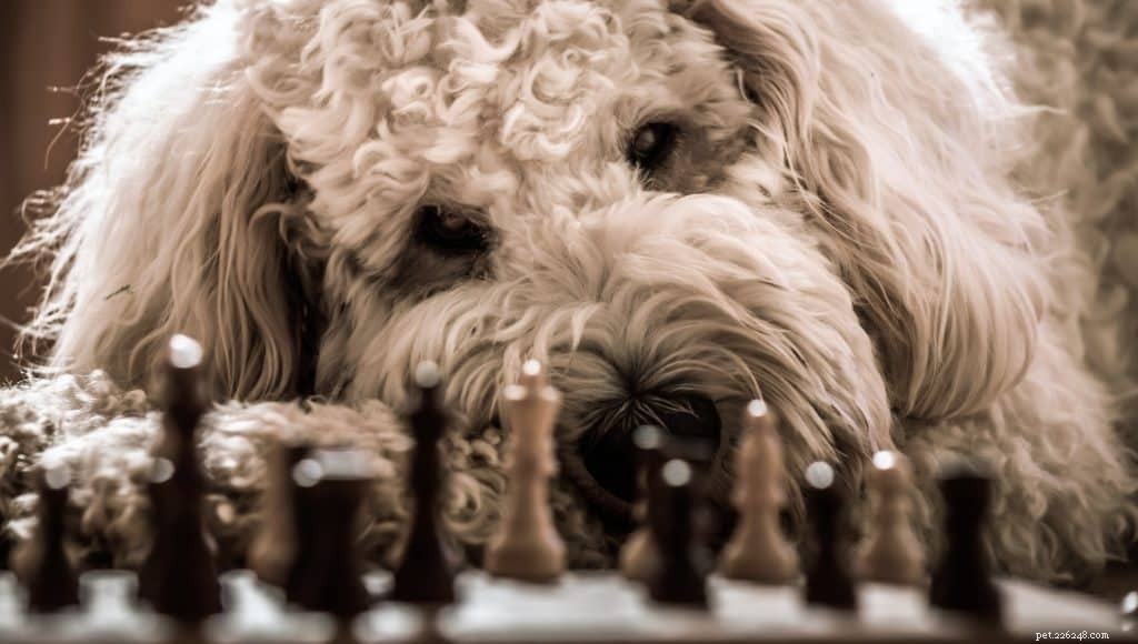 Mastering Dog Training: Proven Strategies for Success