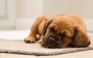 The Ultimate Guide to Proper Puppy Nutrition