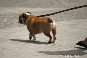 Professional Dog House Training: A Step-by-Step Guide