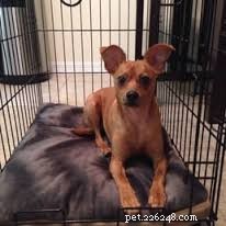 Professional Dog House Training: A Step-by-Step Guide