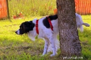 Professional Dog House Training: A Step-by-Step Guide