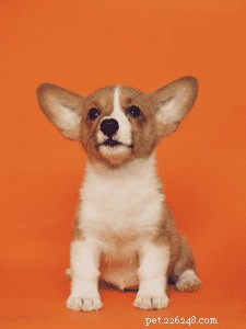 Avoid These 4 Common Mistakes with Shock Collar Dog Training