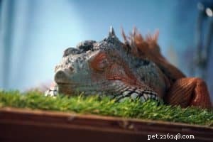 Coexisting with a Lizard: How Dogs and Lizards Can Live Together Safely