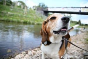 Avoid These 4 Common Mistakes with Shock Collar Dog Training