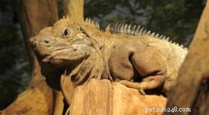 Coexisting with a Lizard: How Dogs and Lizards Can Live Together Safely