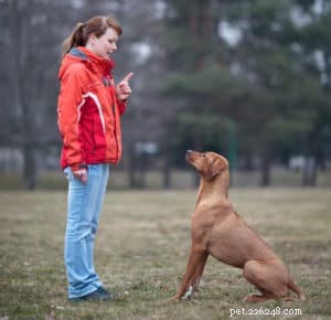 Avoid These 4 Common Mistakes with Shock Collar Dog Training