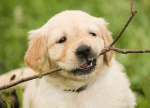 Why a Professional Dog Trainer Is Essential for Your Puppy’s Development