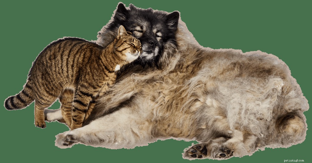 5 Proven Steps to Prevent Your Pets from Fighting Like Cats and Dogs
