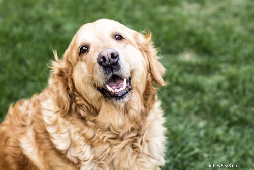 When Can My Dog Safely Be Off‑Leash? A Guide to Responsible Freedom