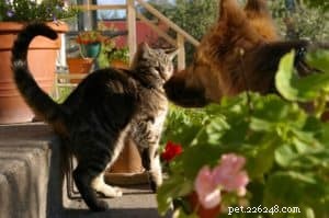 5 Proven Steps to Prevent Your Pets from Fighting Like Cats and Dogs