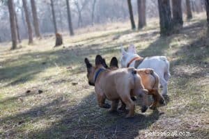 When Can My Dog Safely Be Off‑Leash? A Guide to Responsible Freedom